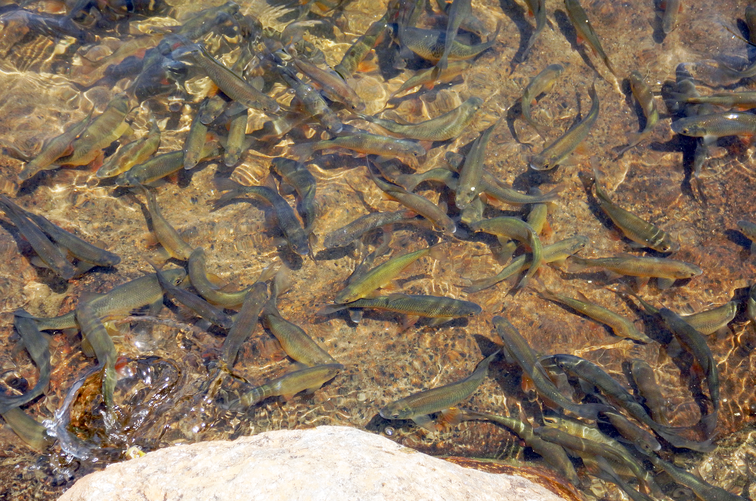 Fish in Crater Lake Tumbledown